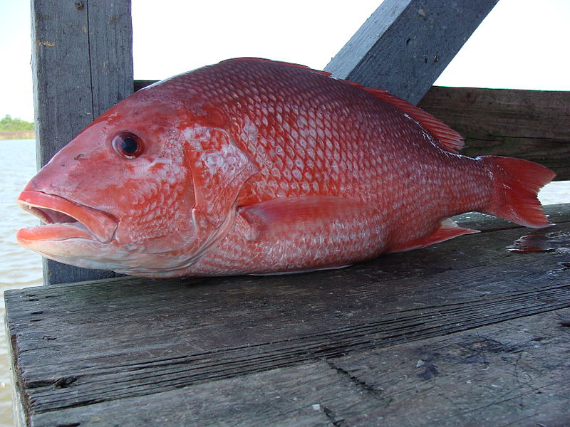 800px-Red_Snapper
